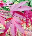 Atropurpureum