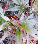 Palmatum rouge ???