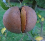 La pomme fendue...