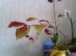 IMG_1340.jpg