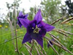 DSC00783_web.jpg