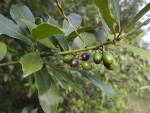 Laurus nobilis.jpg