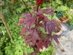 P1190884 - Copie.jpg