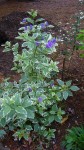 arbuste feuilles panachées fleurs violettes.JPG