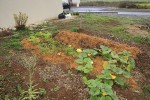 Une première image de mon jardin potager à l'heure actuelle.