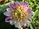dahlia.jpg