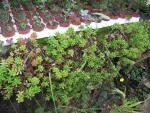 sedum rubrotinctum.JPG