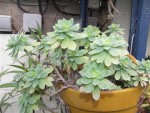 sedum palmeri.JPG
