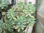 sedum pachyphyllum.JPG