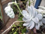 sedum pachyphyllum oviferum.JPG
