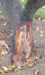 Cerisier11.jpg