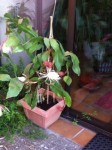 plante-isa.JPG