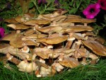 DSC02645.JPG