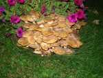 DSC02646.JPG