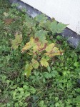 20131021_155009_resized.jpg