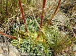Saxifrage rosette.JPG