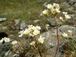 Saxifrage fleurs.JPG