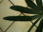 La plante en question au milieu du bois