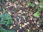 le 2ème  arbre à bonbons.jpg