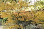 palm seiryu 20120.JPG