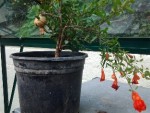Le diamètre du pot est de 12 CM.