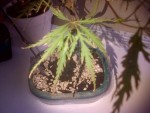 IMG-20131013-00026.jpg