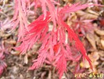 acer palmatum dissectum garnet.JPG