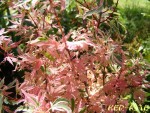 acer palmatum « marlo ».JPG