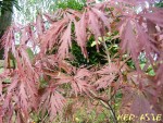acer palmatum vir. diss. tamukeyama.JPG