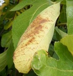 Tâches marrons.jpg