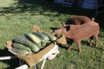 mangalitzas et courgettes light.jpg