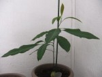 avocat J128.jpg
