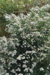dsc-13203a.jpg