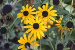 Rudbeckias qui enluminent les jours gris de l'automne.