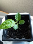 sparmania africana ( tilleul d appartement )