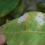 feuille citron 1.gif
