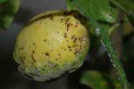 citron1.jpg