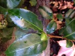 Camelias 1