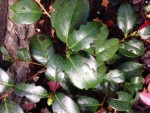 camelias 2