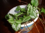 Plantes inconnues 001.jpg