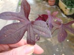 Plantes inconnues 002.jpg