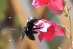 L'insecte est bleu reluisant et fait un bruit pétaradant lorsqu'il vole.