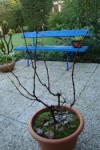 DSC07217.jpg
