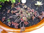 sedum spurium