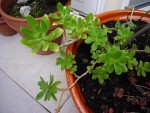 sedum praealtum, merci, jeannot77, c'est bien cela, la plante mère avait des fleurs jaunes.