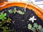 les deux sedum qui ressemblent un peu à des branches de pins sont différents : les feuilles ne sont pas insérées de la même manière. La rosette claire n'est pas un sedum mais un graptopetalum (mauvais éclairage...)