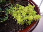 petit sedum vert vif.JPG (80.41 Kio) Consulté 2005 fois vraisemblablement sedum rupestre aurea (merci encore, jeannot77)