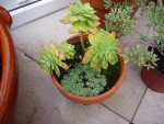 celui du fond : sedum palmeri