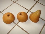 DSC02700.JPG