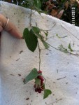 voilà l'objet du delit